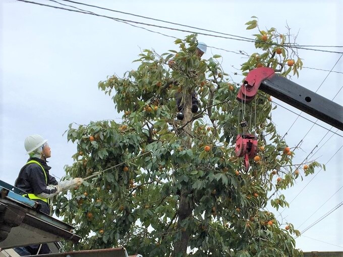 柿の木伐採