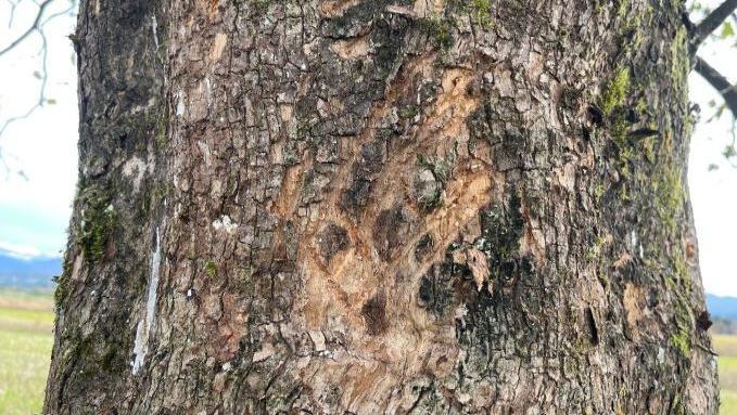 くまのつめあと