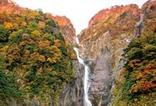 紅葉で色づいている山の斜面の滝から水が勢いよくが流れている称名滝の写真