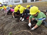 黄色い帽子を被った子供たちが横一列に並んで畝に穴を掘っている写真
