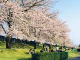 河川敷に桜が咲いており、沢山の花見客の写真