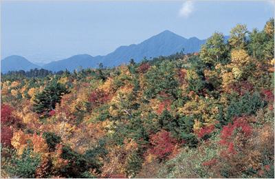 赤や黄や緑の色鮮やかな紅葉の写真