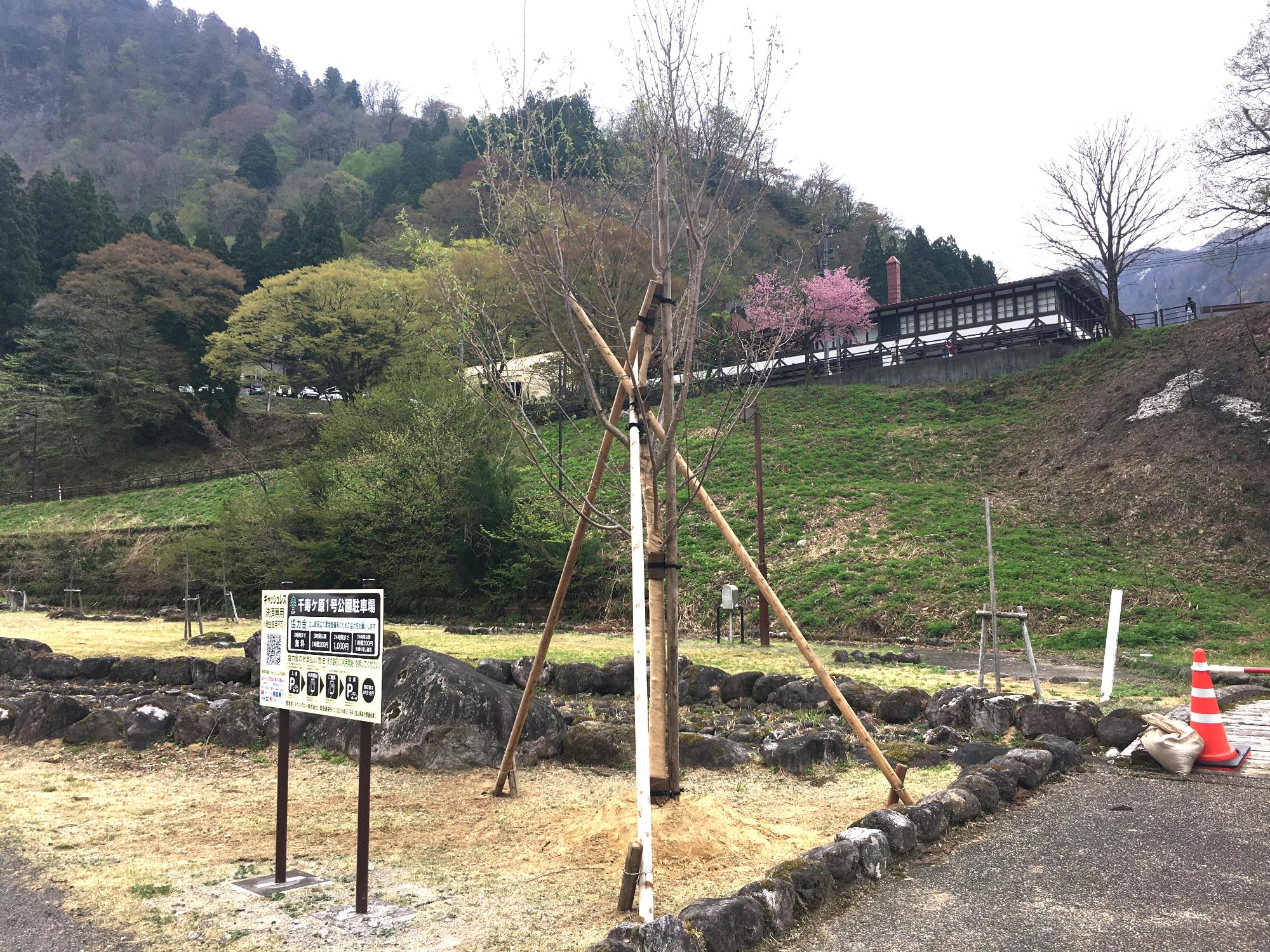 植樹した桜（撮影日：令和8年4月15日）